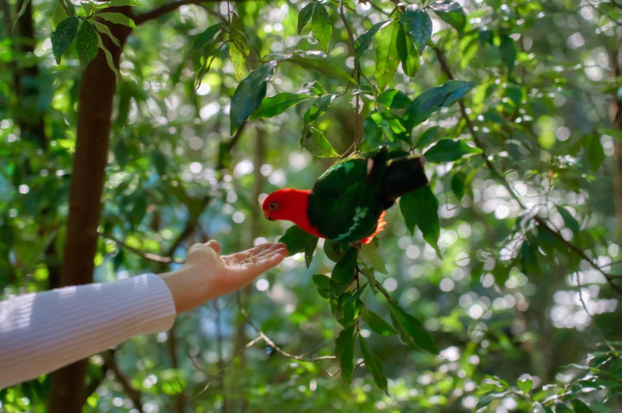 Narrows Escape Rainforest Retreat Монтвилл Экстерьер фото
