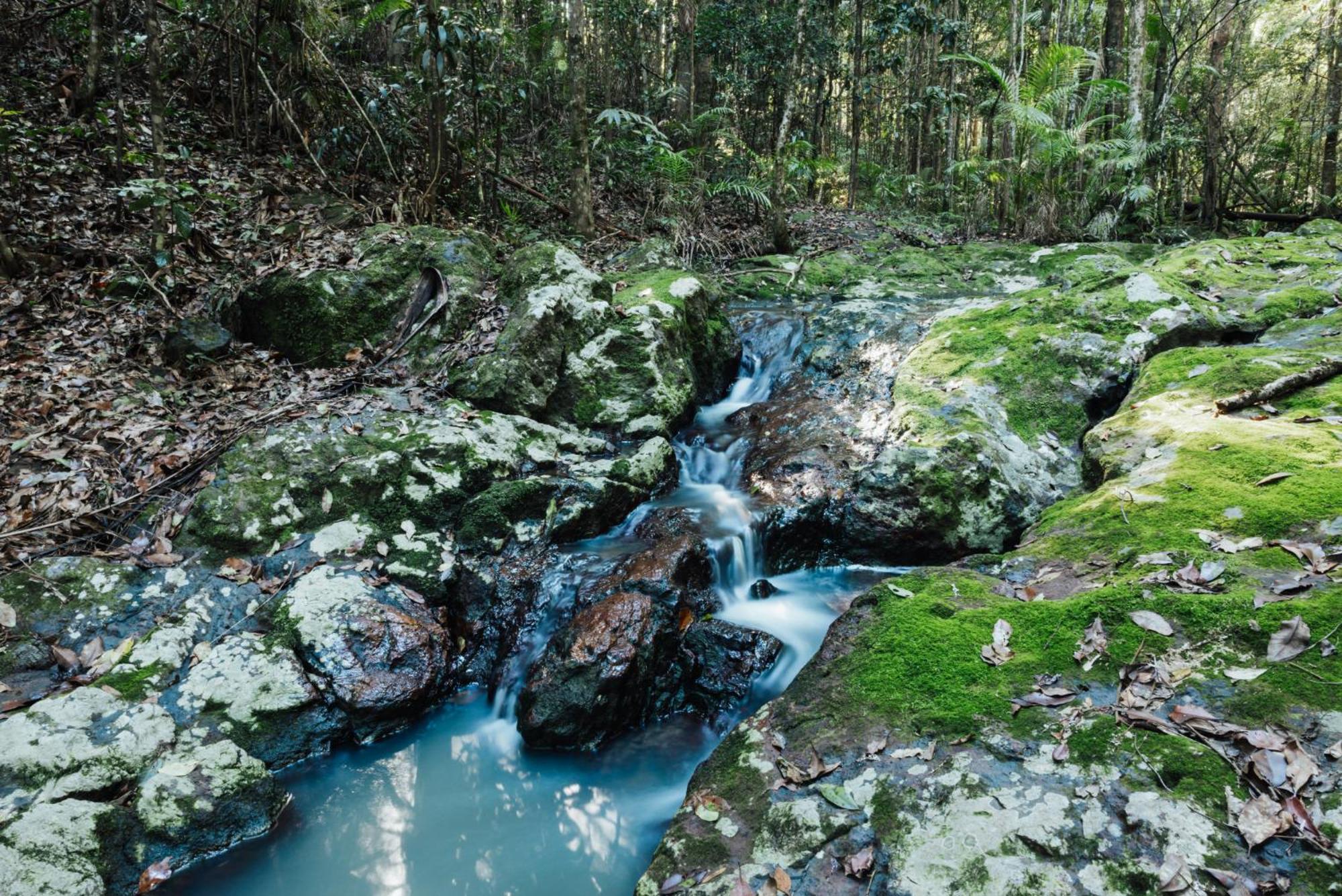 Narrows Escape Rainforest Retreat Монтвилл Экстерьер фото